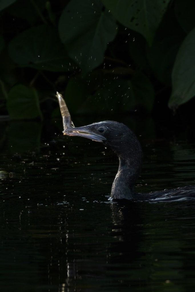 Little cormorant spins around the prawn