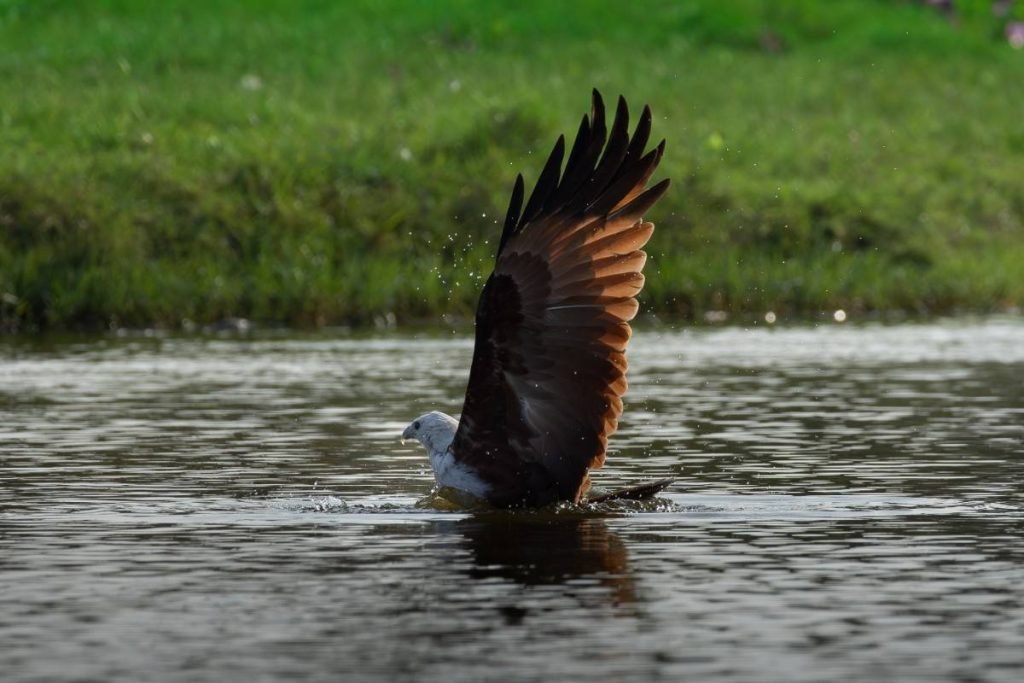 Brahminy kite taking bath.