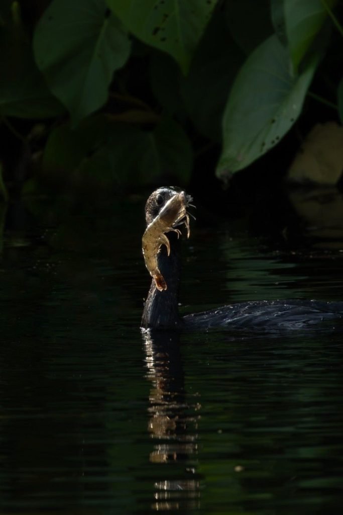 Little cormorant catching a prawn
