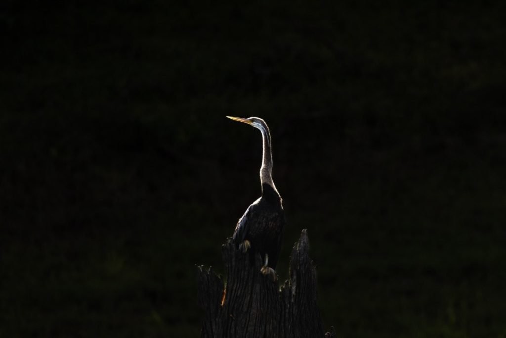 oriental darter in the morning light.
