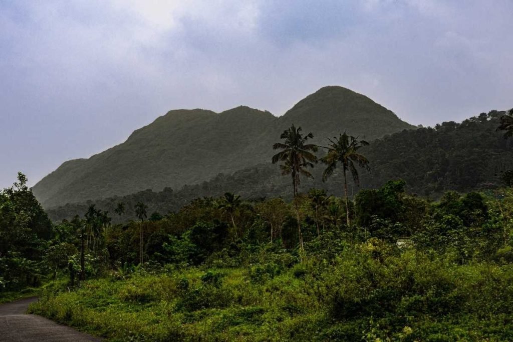 twin coconut trees