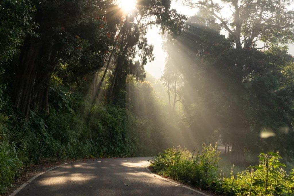 Sunshine through trees on the road.