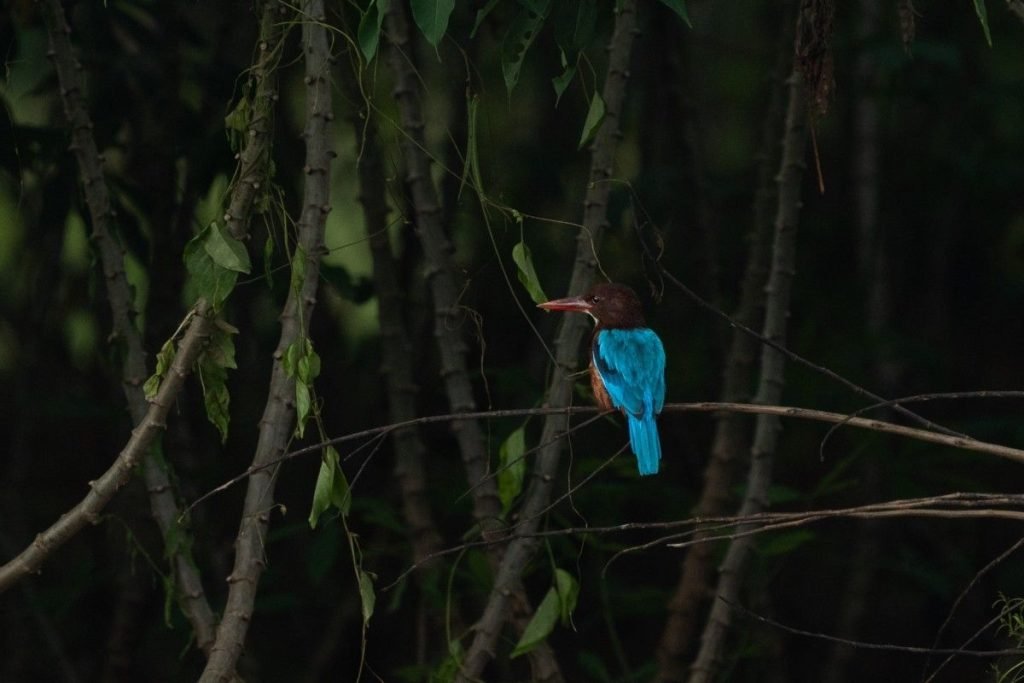 White throated Kingfisher with blue and brown feathers.