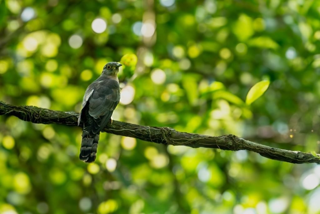 A hawk cuckoo is on a branch.