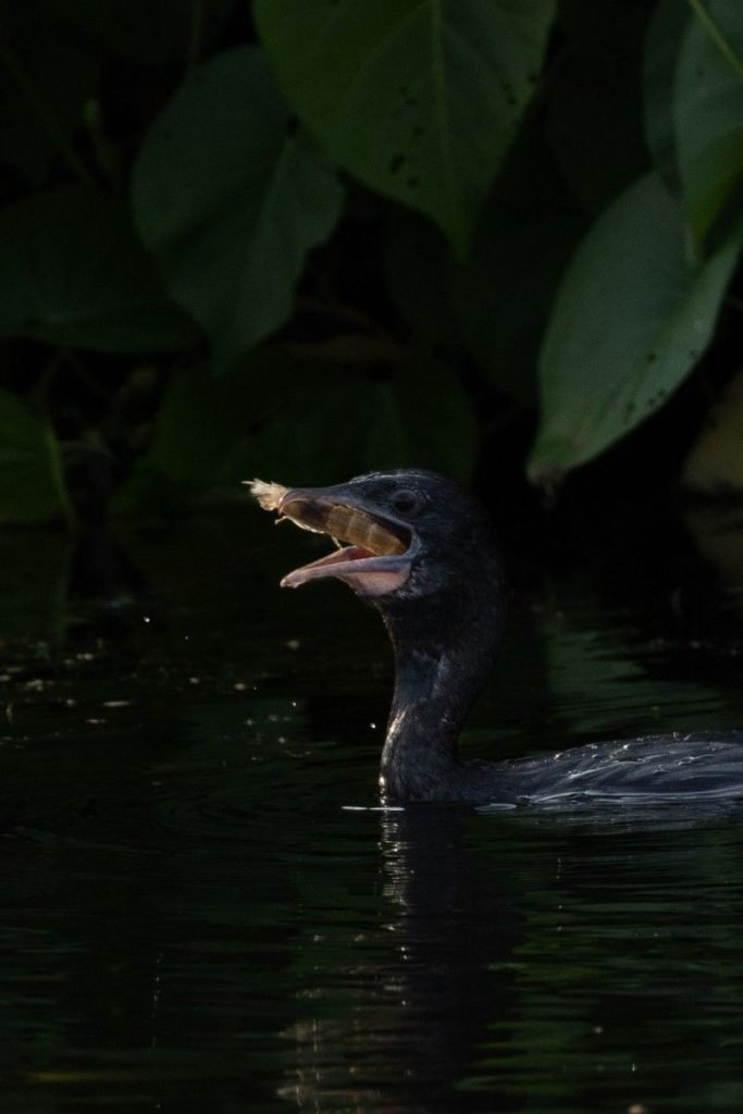 Little cormorant swallowing the prawn