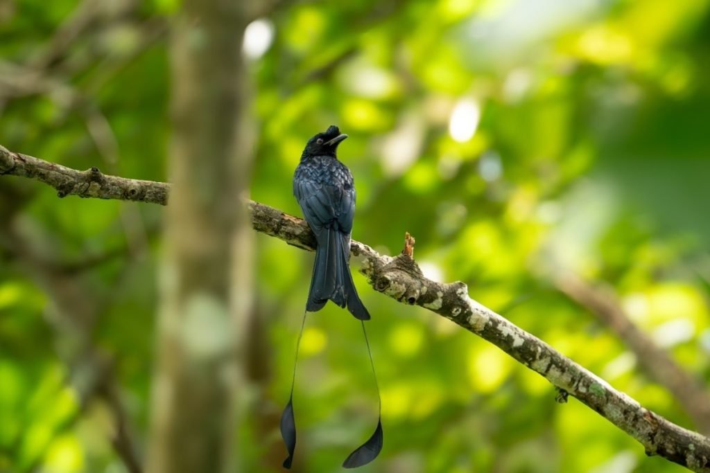 A Black drongo on a branch looking back.