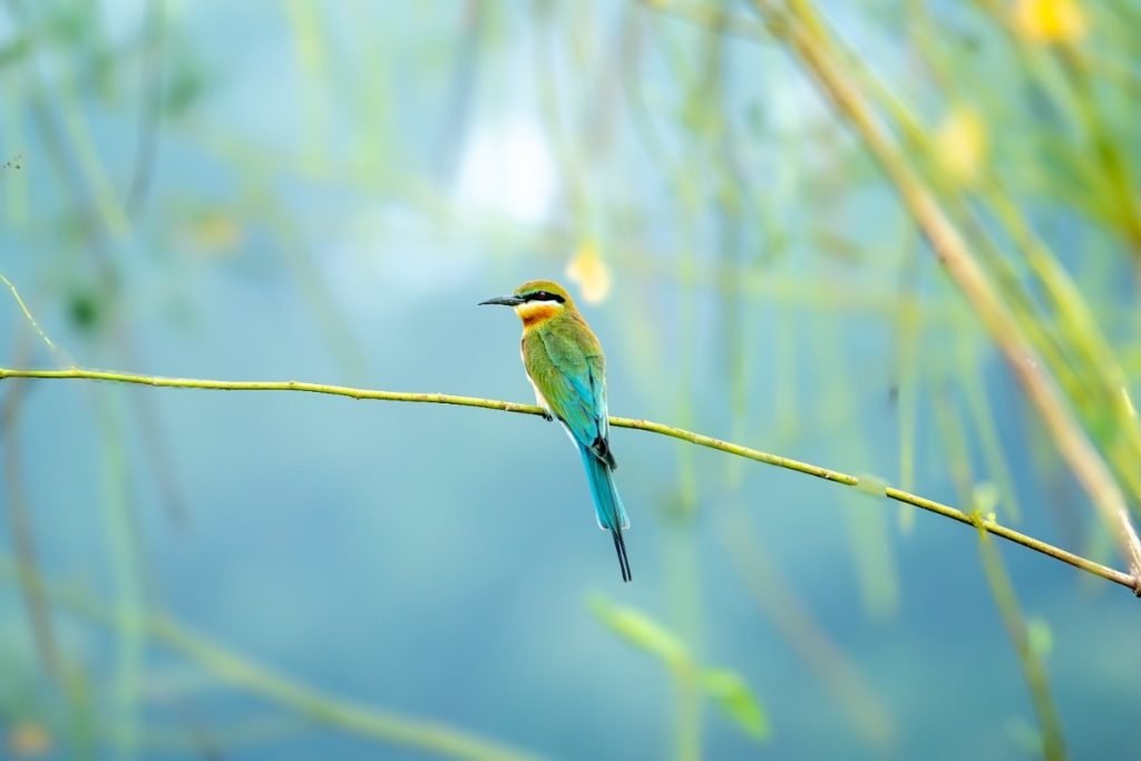 A blue-tailed bee-eater on a stem.