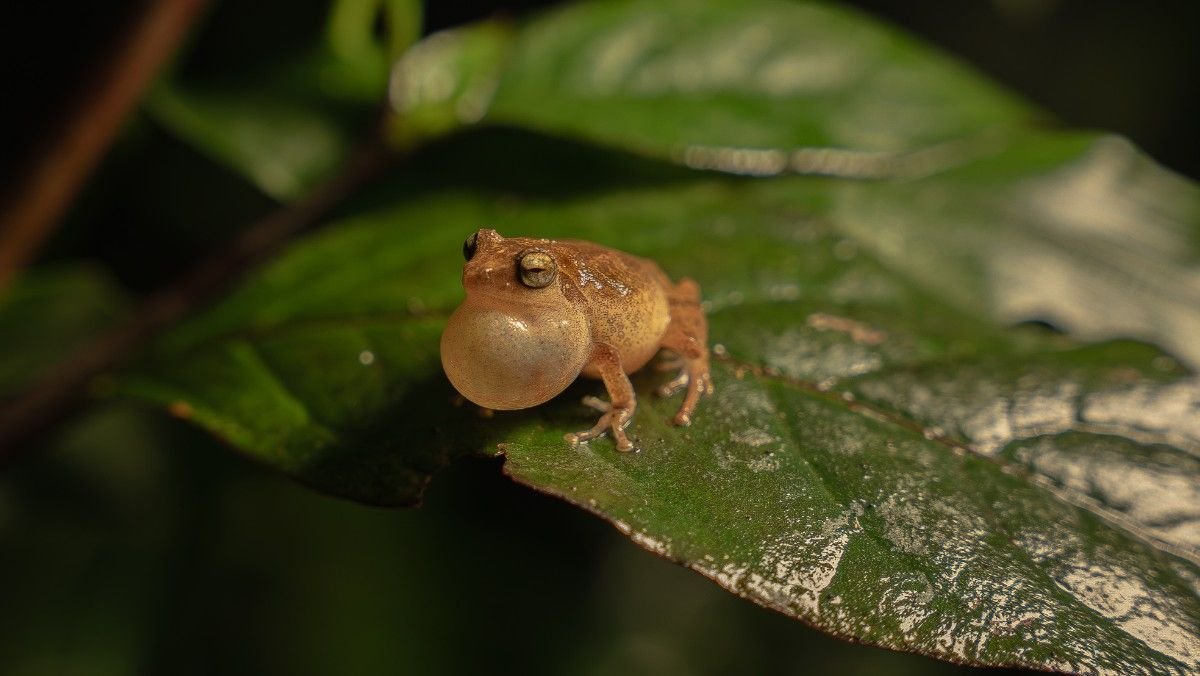 A bubble-necked frog sits on top of a leaf and makes a sound