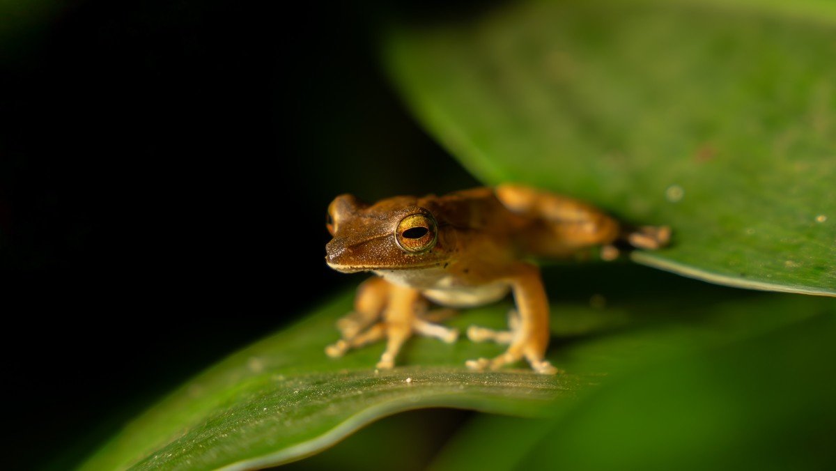 A frog sitting on a leaf