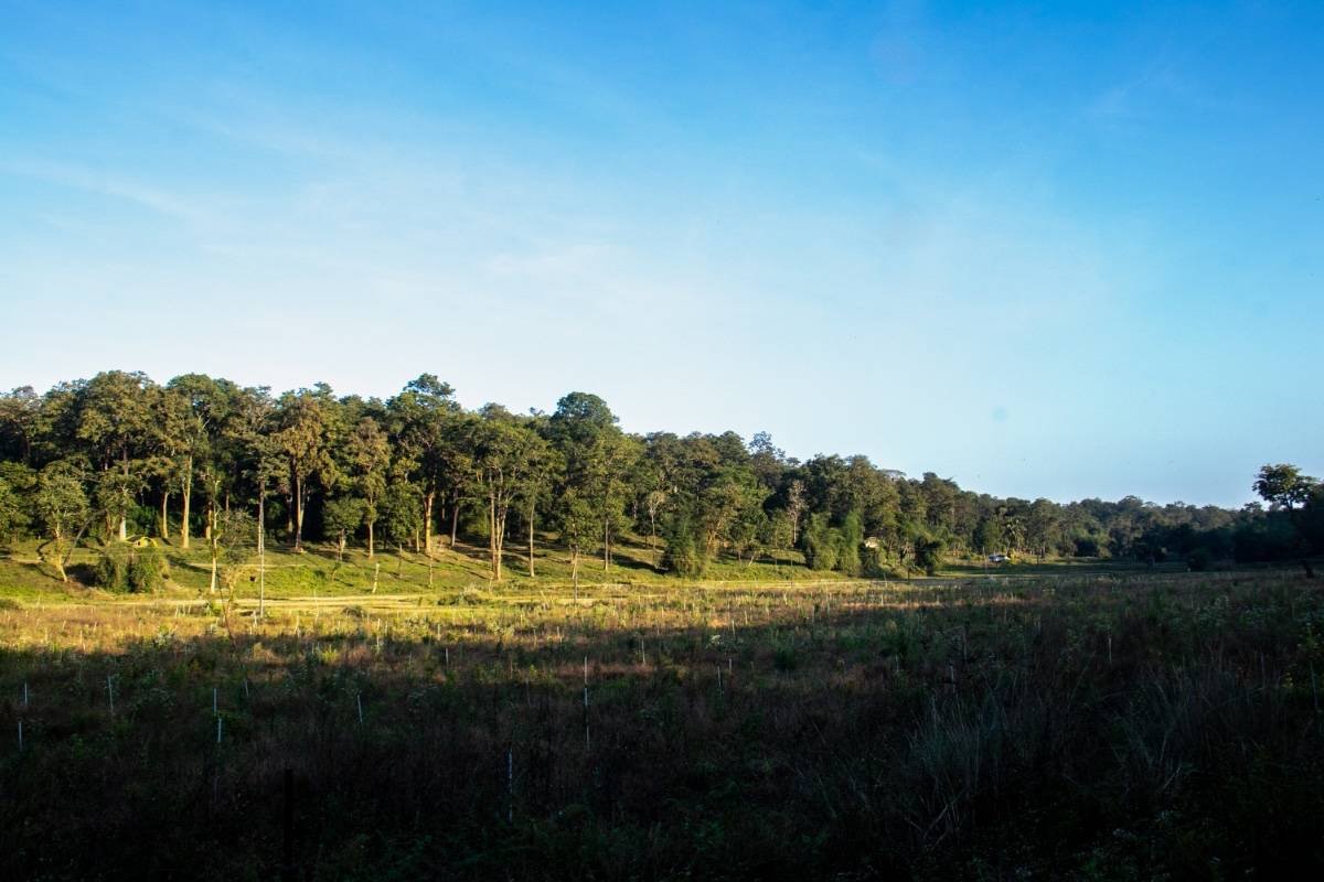 A green forest and blue sky in background creating a contrast with color.