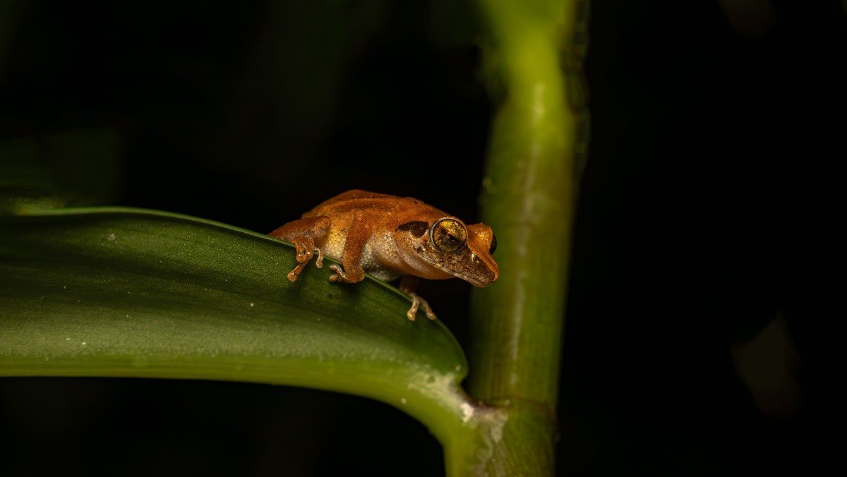 A frog was looking at something without a plant