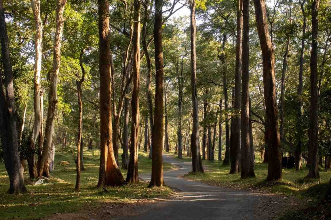 Tall trees stand against the evening light with a path in the middle.