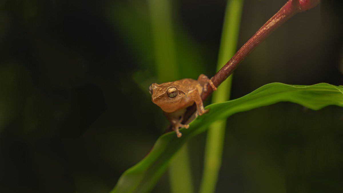 a frog was looking at the plant
