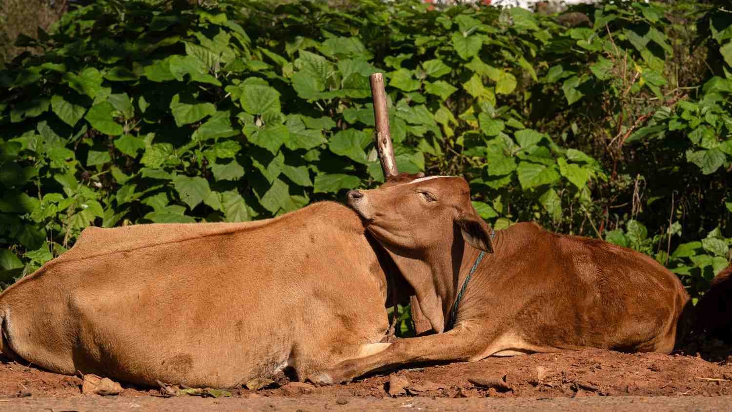 a cow is resting on an other cow