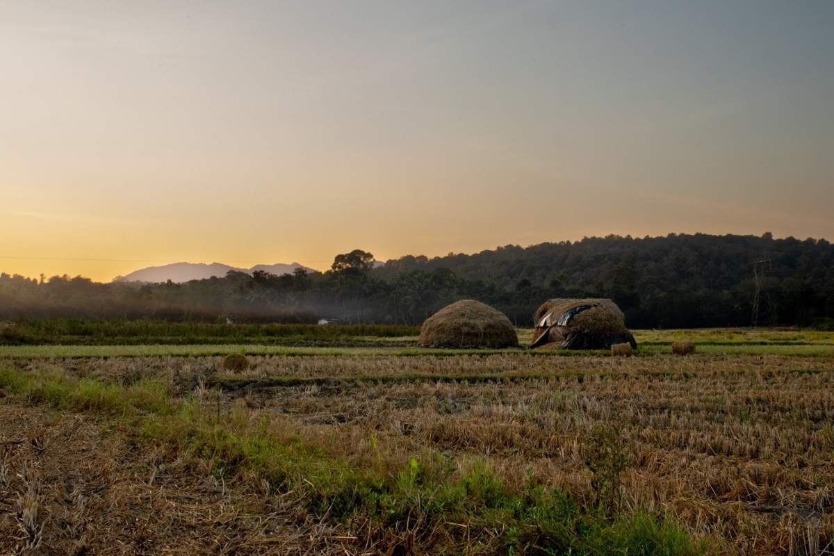 A paddy field bathed in golden hour with mountains in the background.
