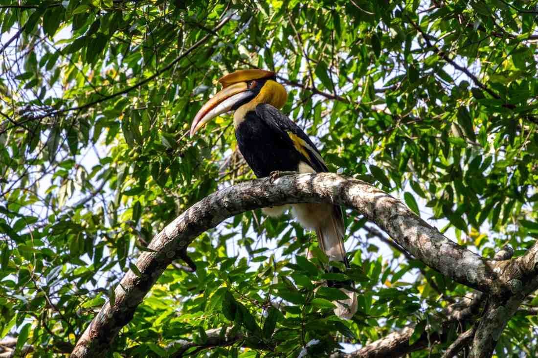 great hornbill