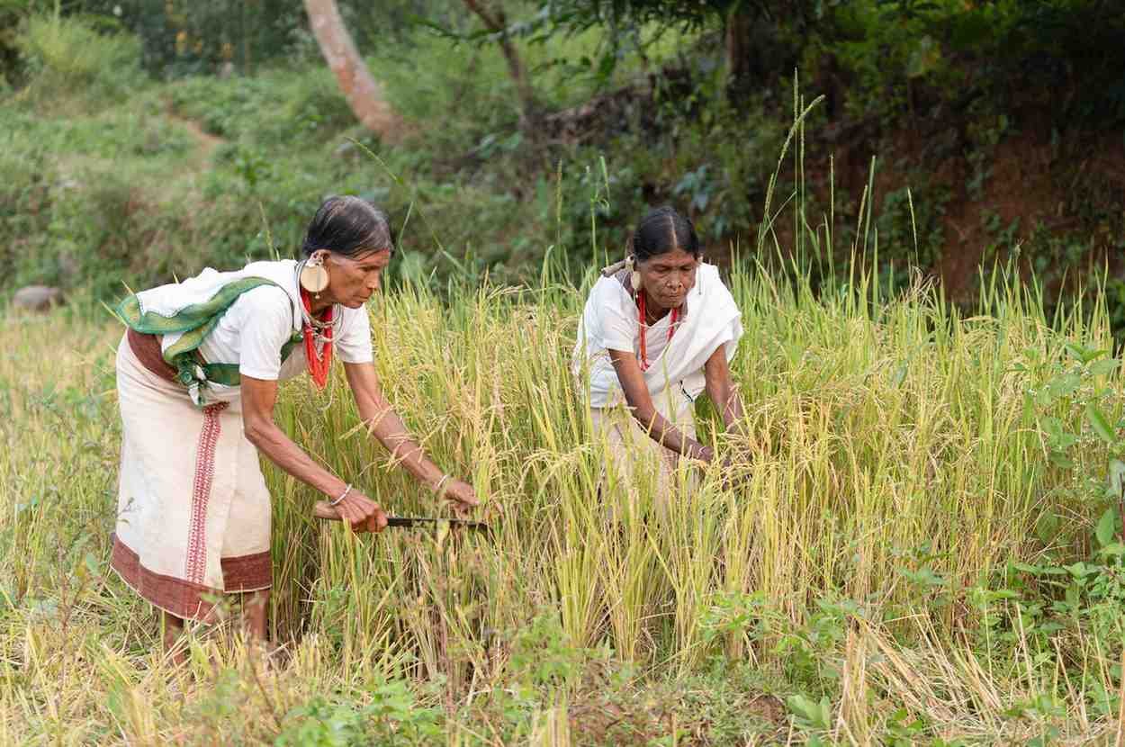 a two old tribal ladies were doing field works