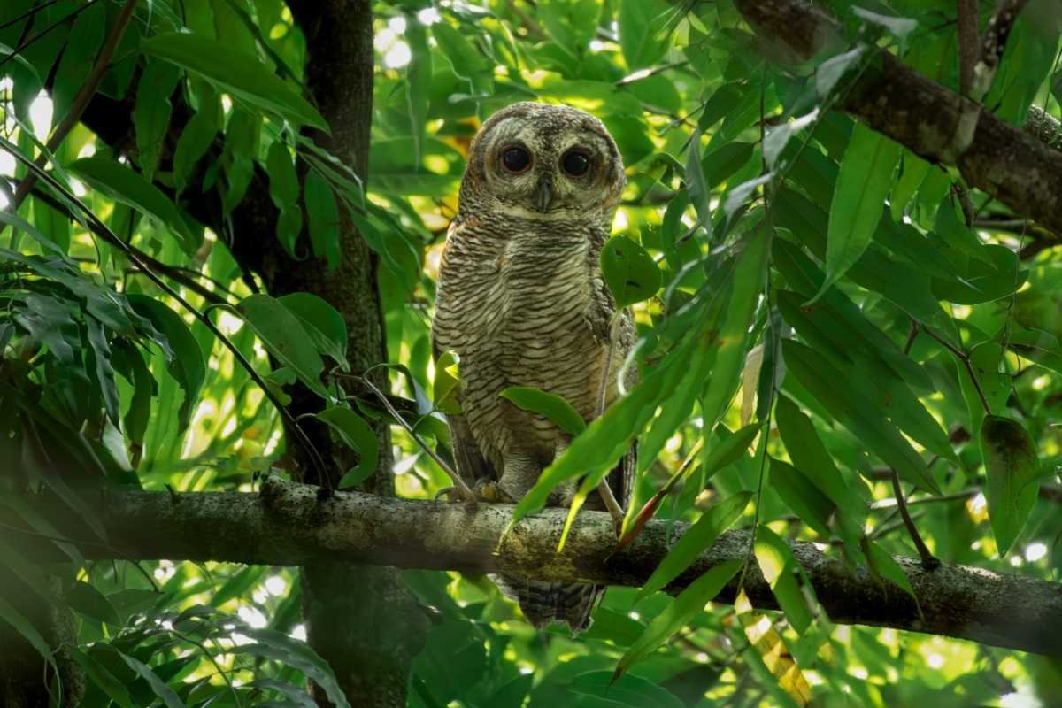 mottled wood owl hiding