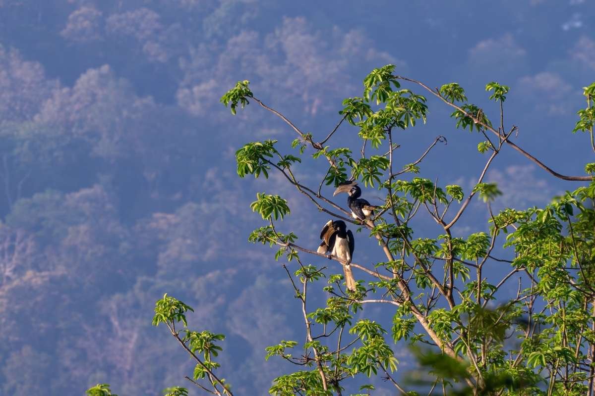 Oriental Pied Hornbill