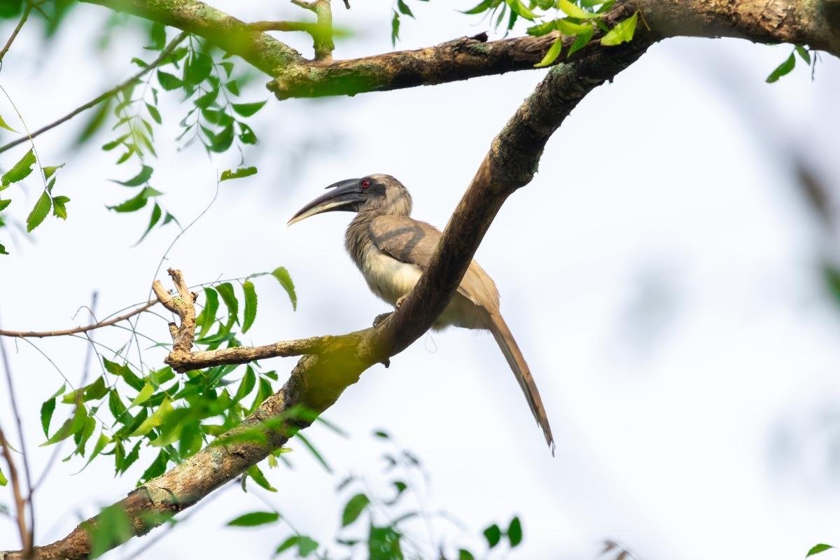 Indian Grey Hornbill