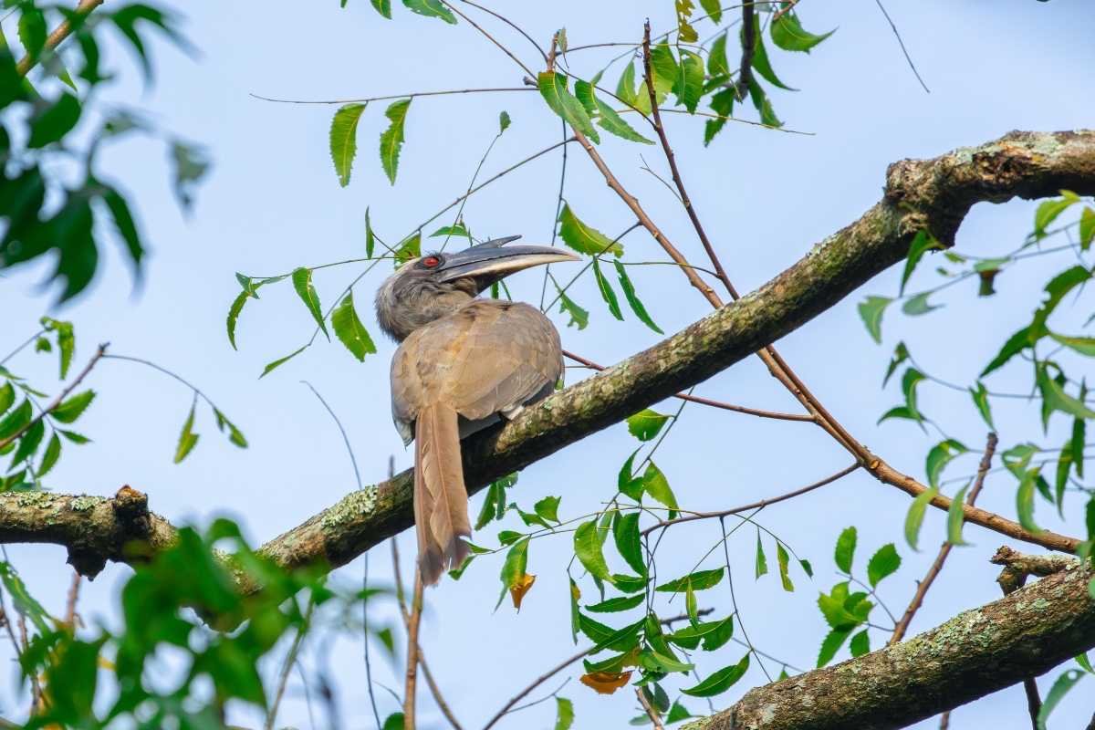 Indian Grey Hornbill