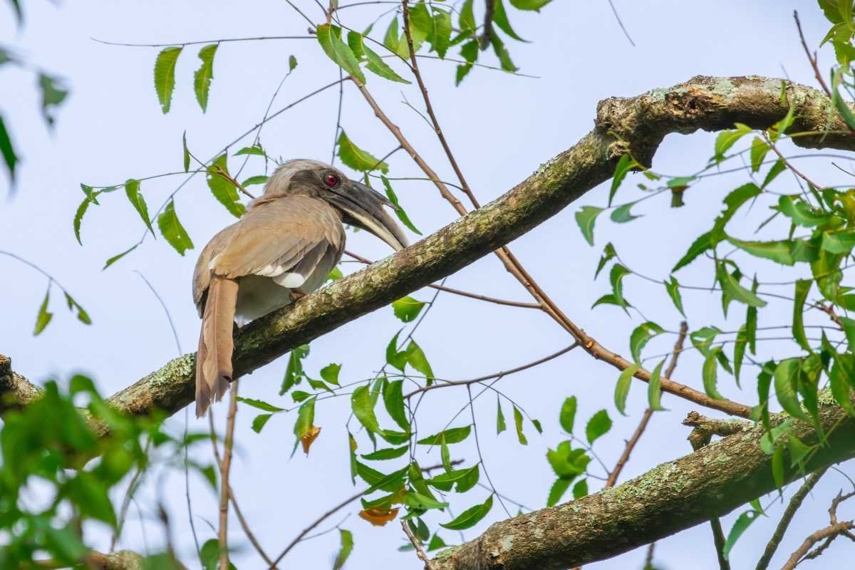 Indian Grey Hornbill
