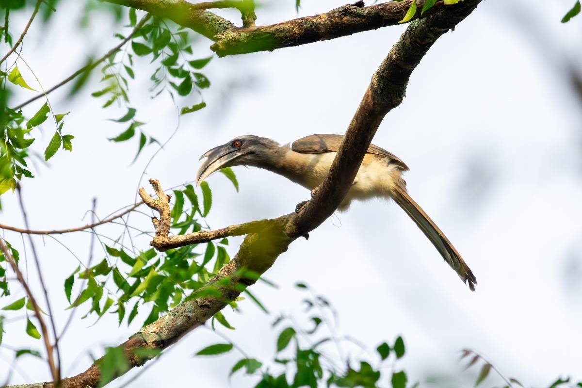 Indian grey hornbill