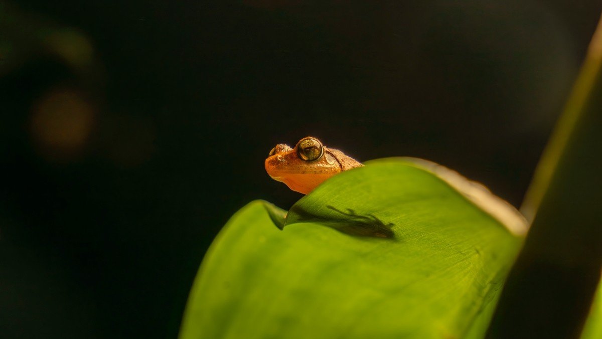A frog is looking at the leaf