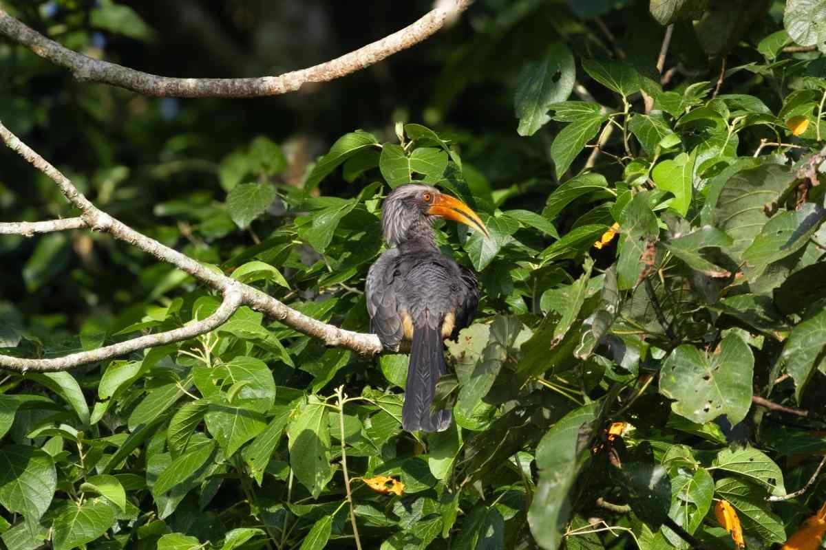 Malabar grey hornbill