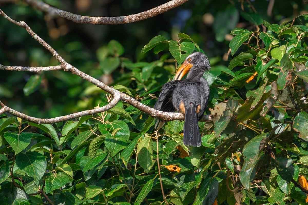 Malabar Grey Hornbill
