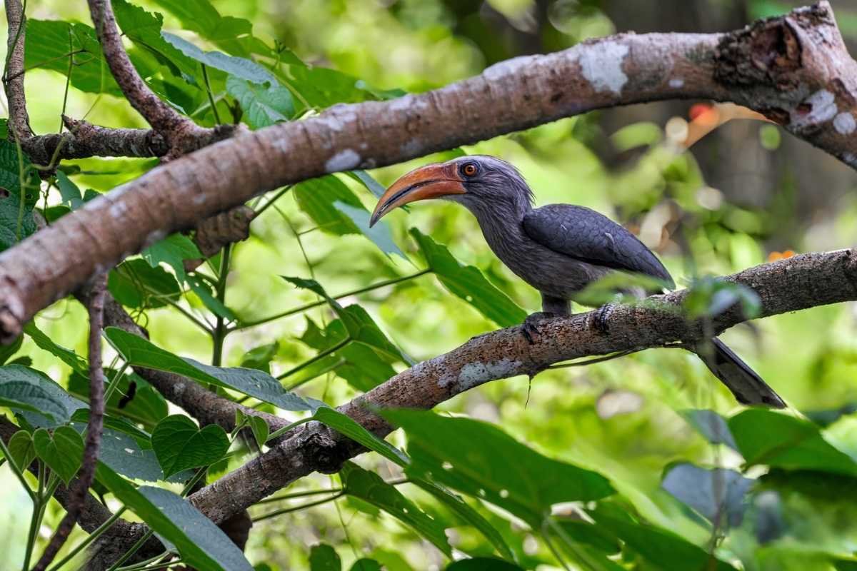 Malabar Grey Hornbill
