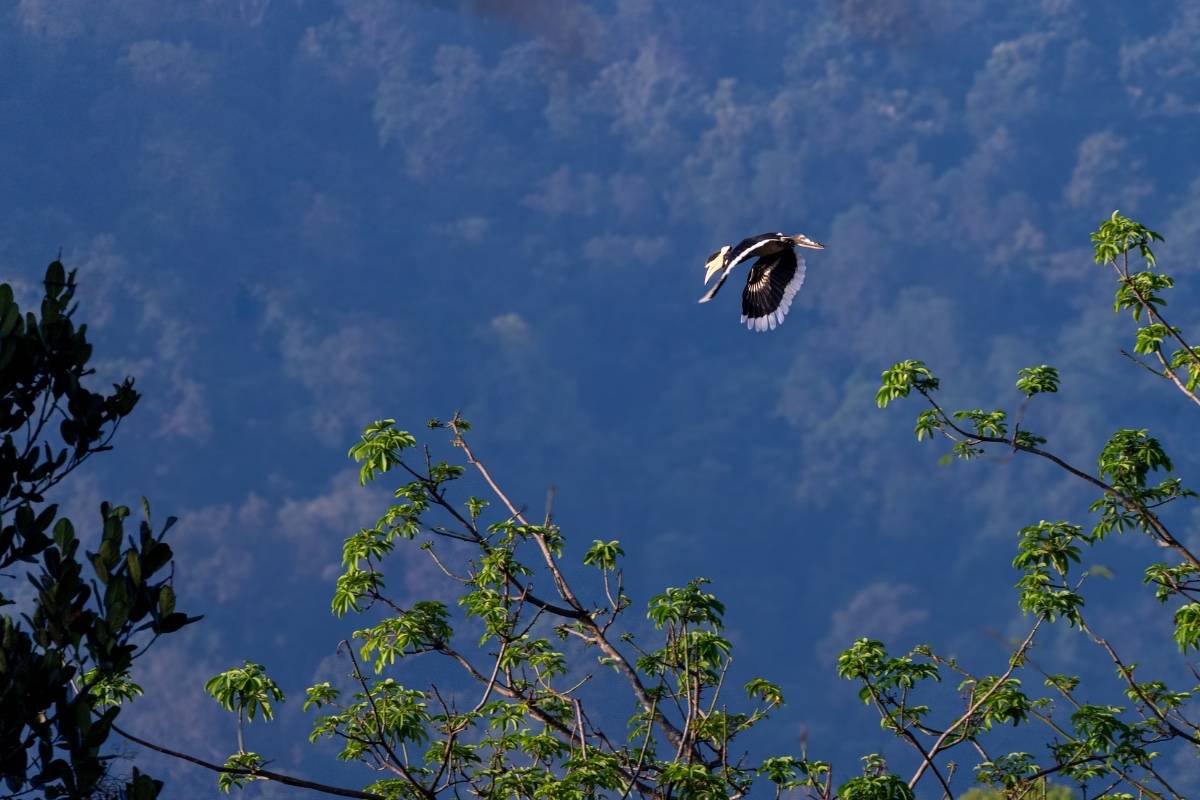 Oriental Pied Hornbill