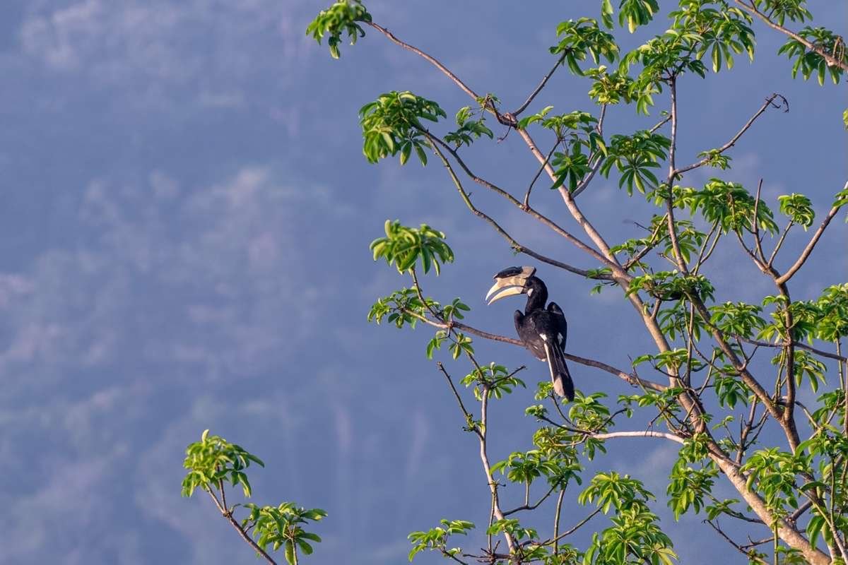 Oriental Pied Hornbill