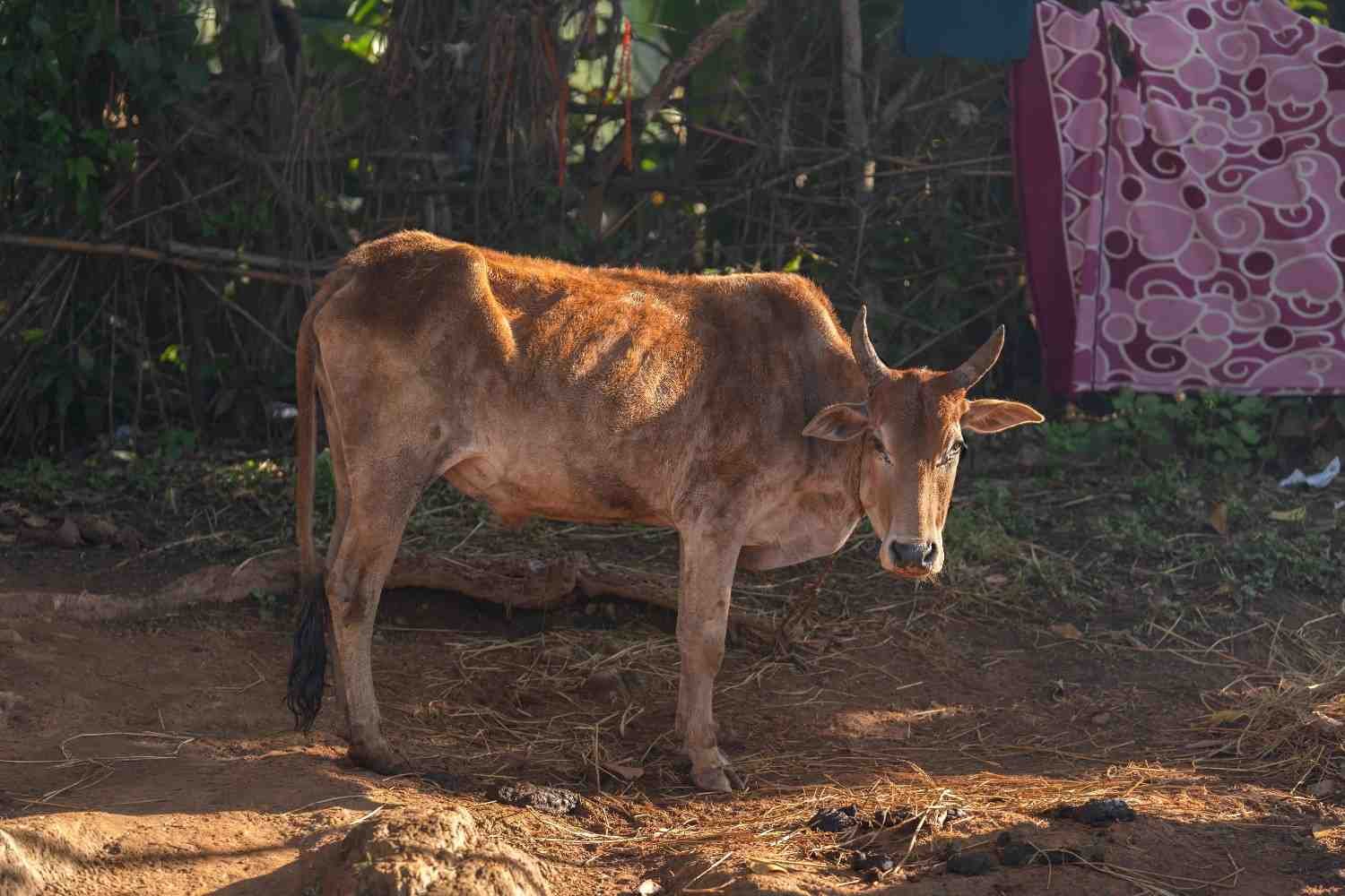 a cow is waiting for its morning breakfast