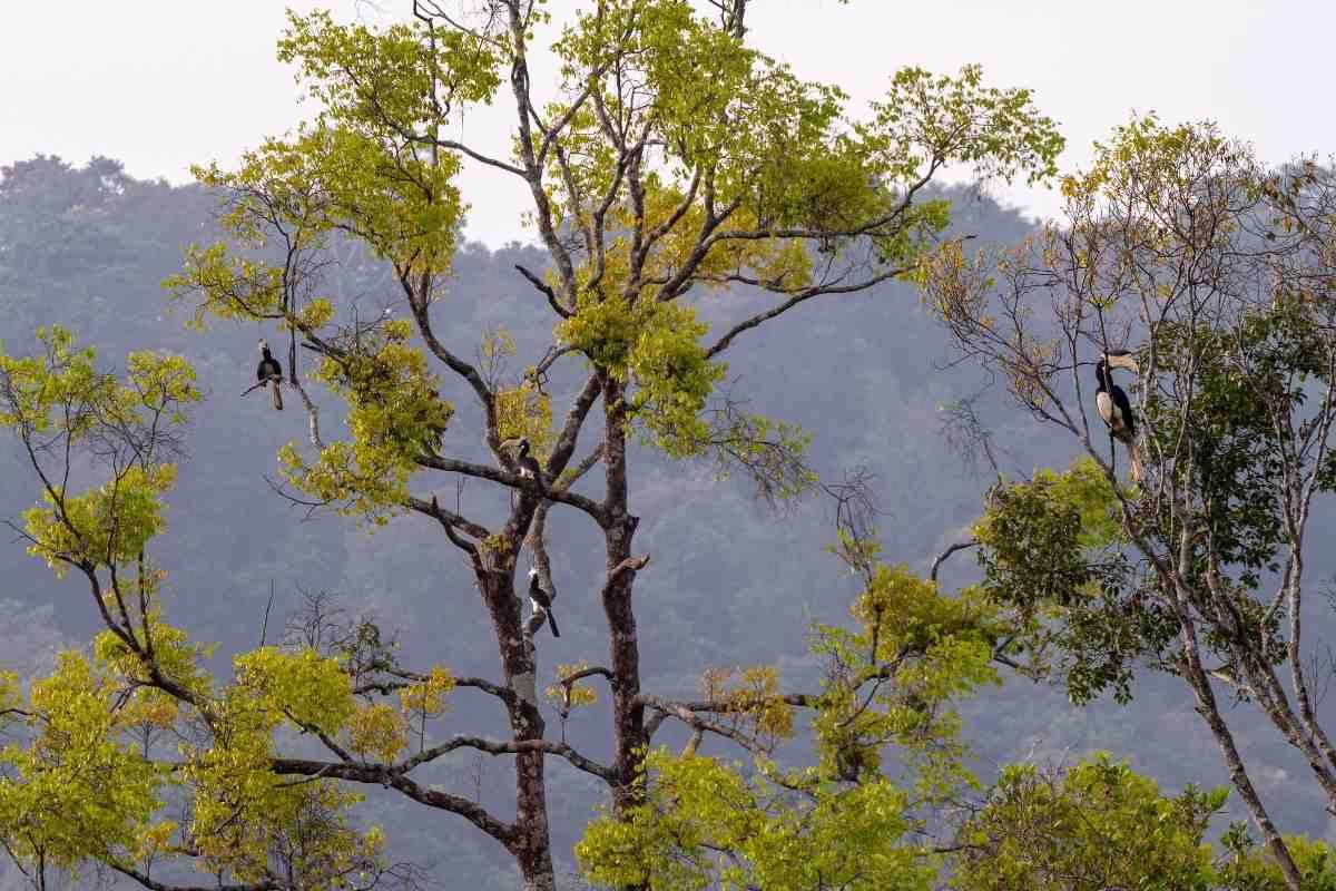 Oriental Pied Hornbill
