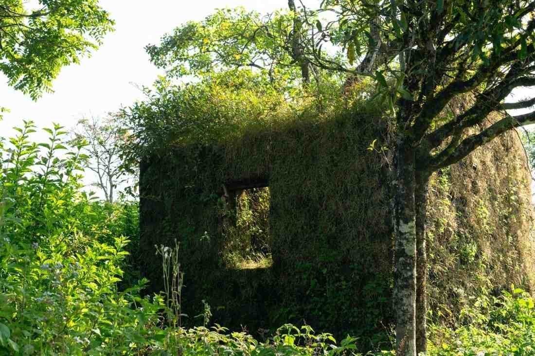 An old outhouse covered with plants.