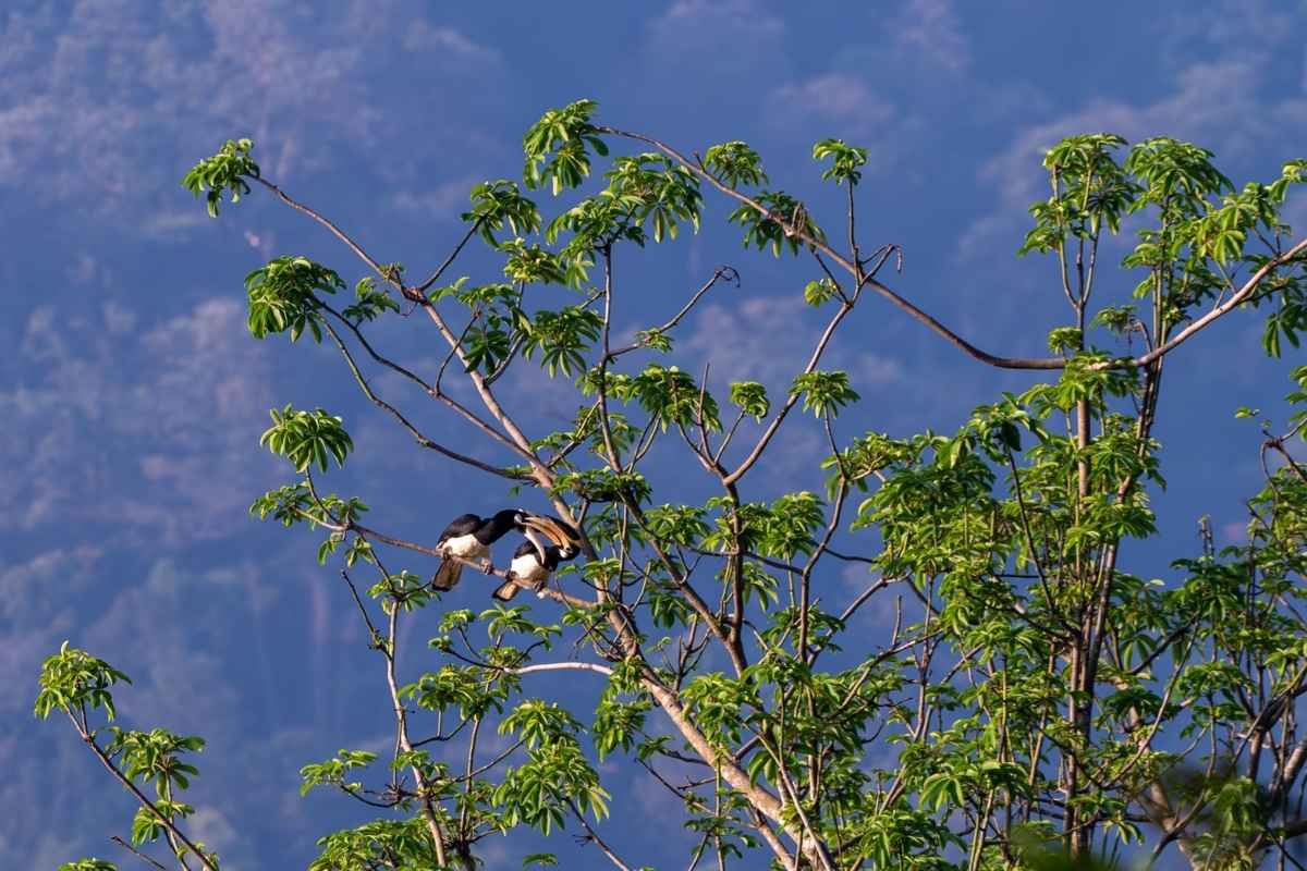 Oriental Pied Hornbill