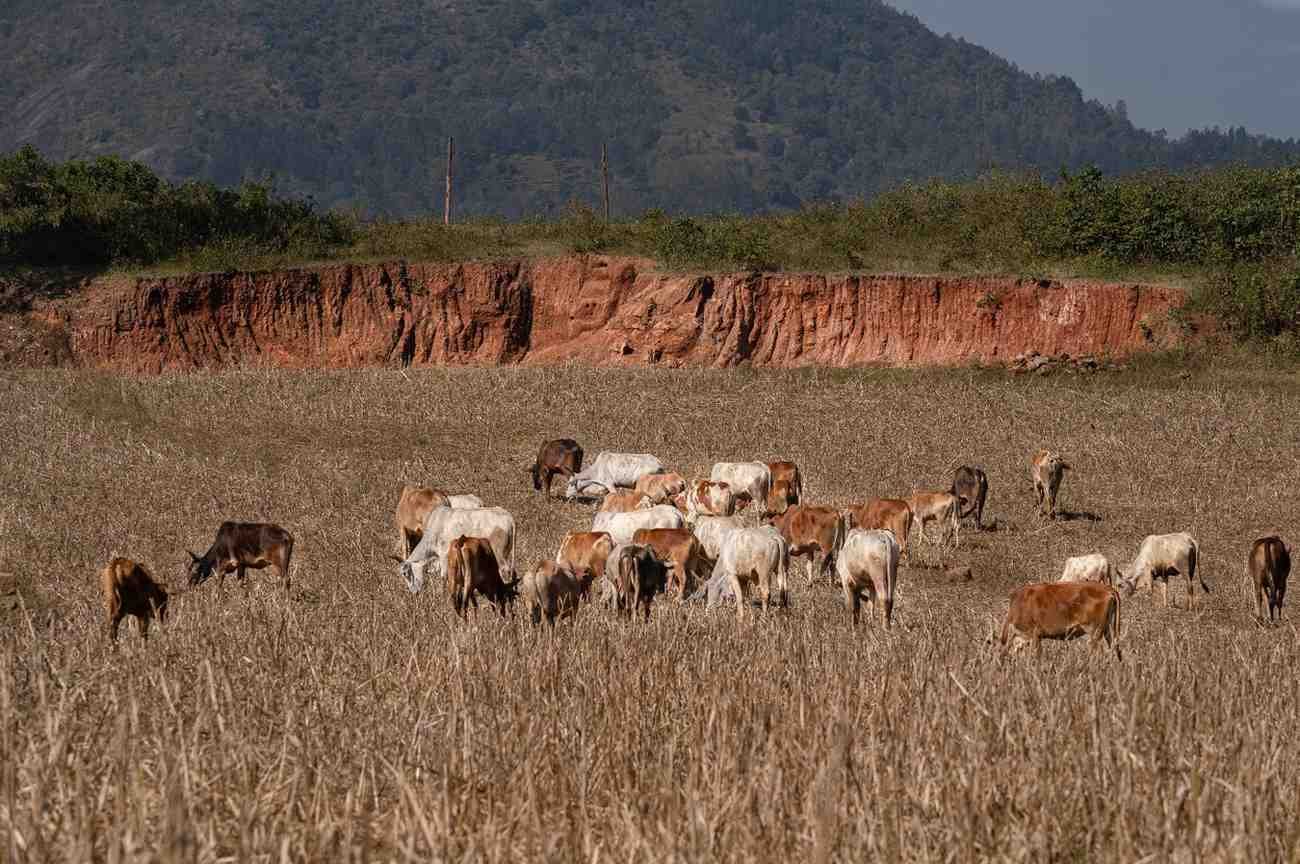 a group of cows were having grass in the fields