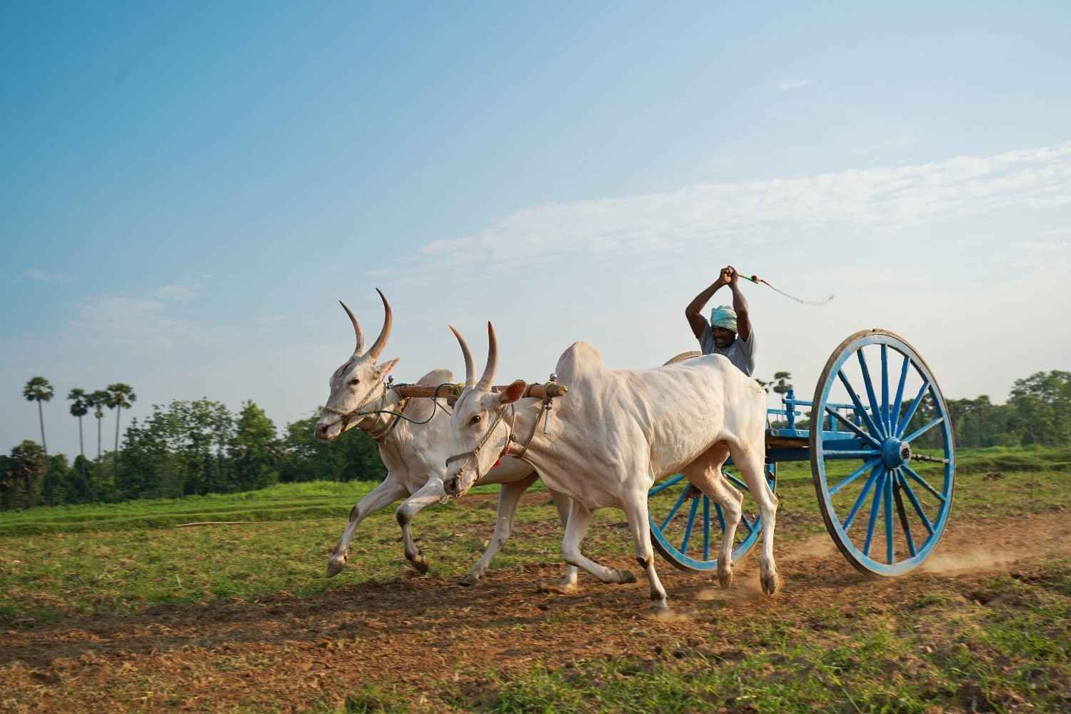 two bulls racing on the ground.