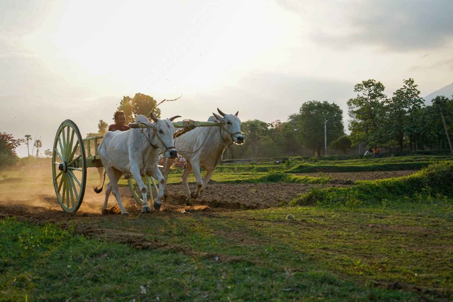 two bulls racing on the ground.