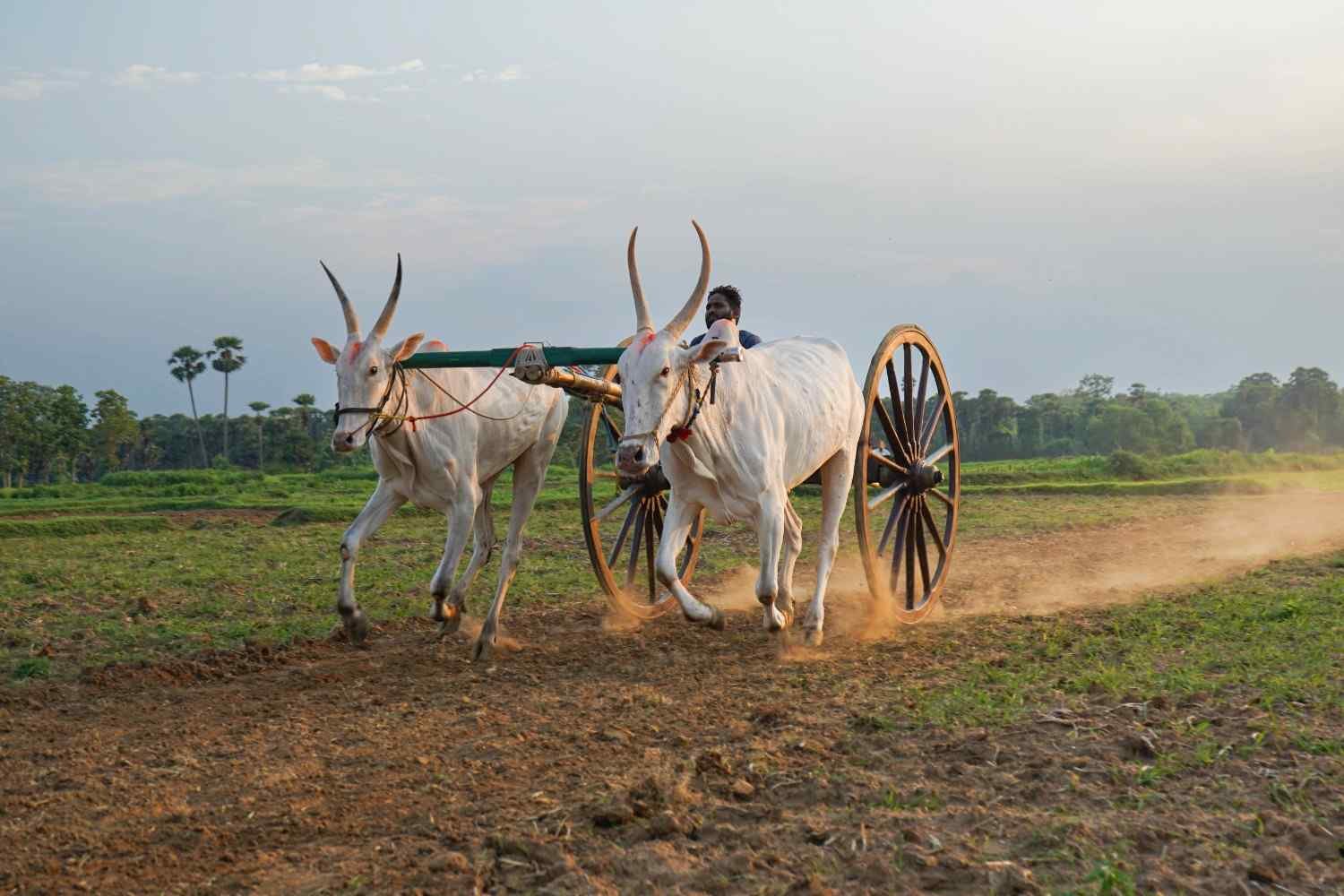 two bulls racing on the ground.