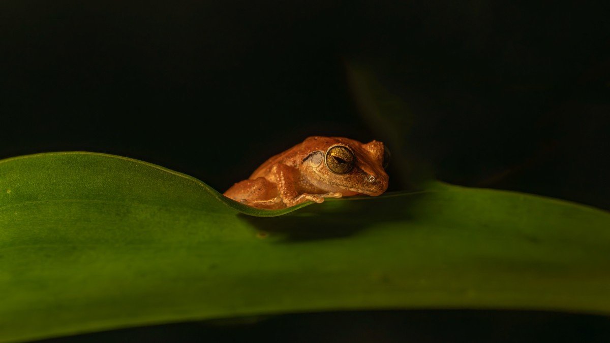 A frog rests on a leaf