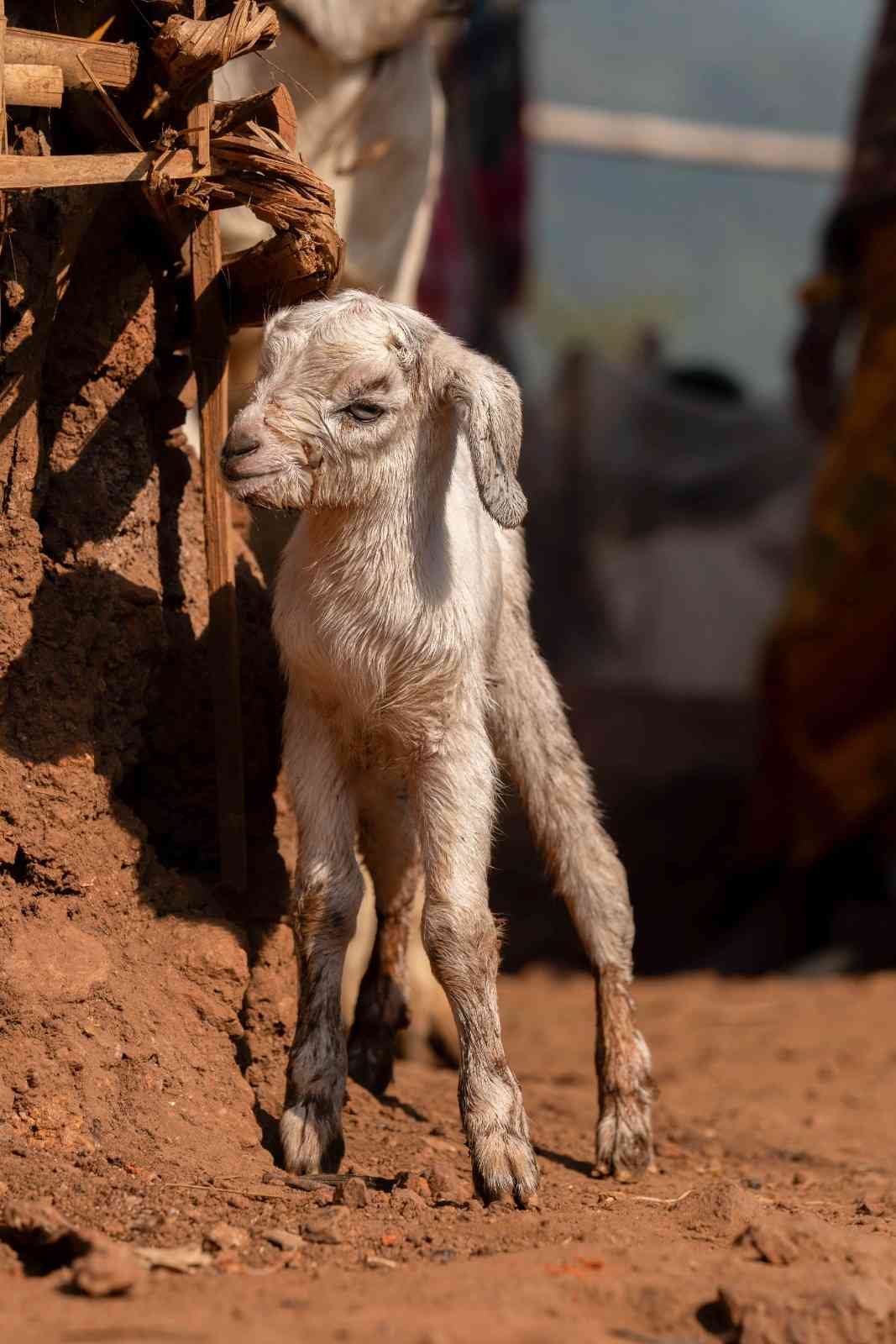 a baby goat is waiting for his mother