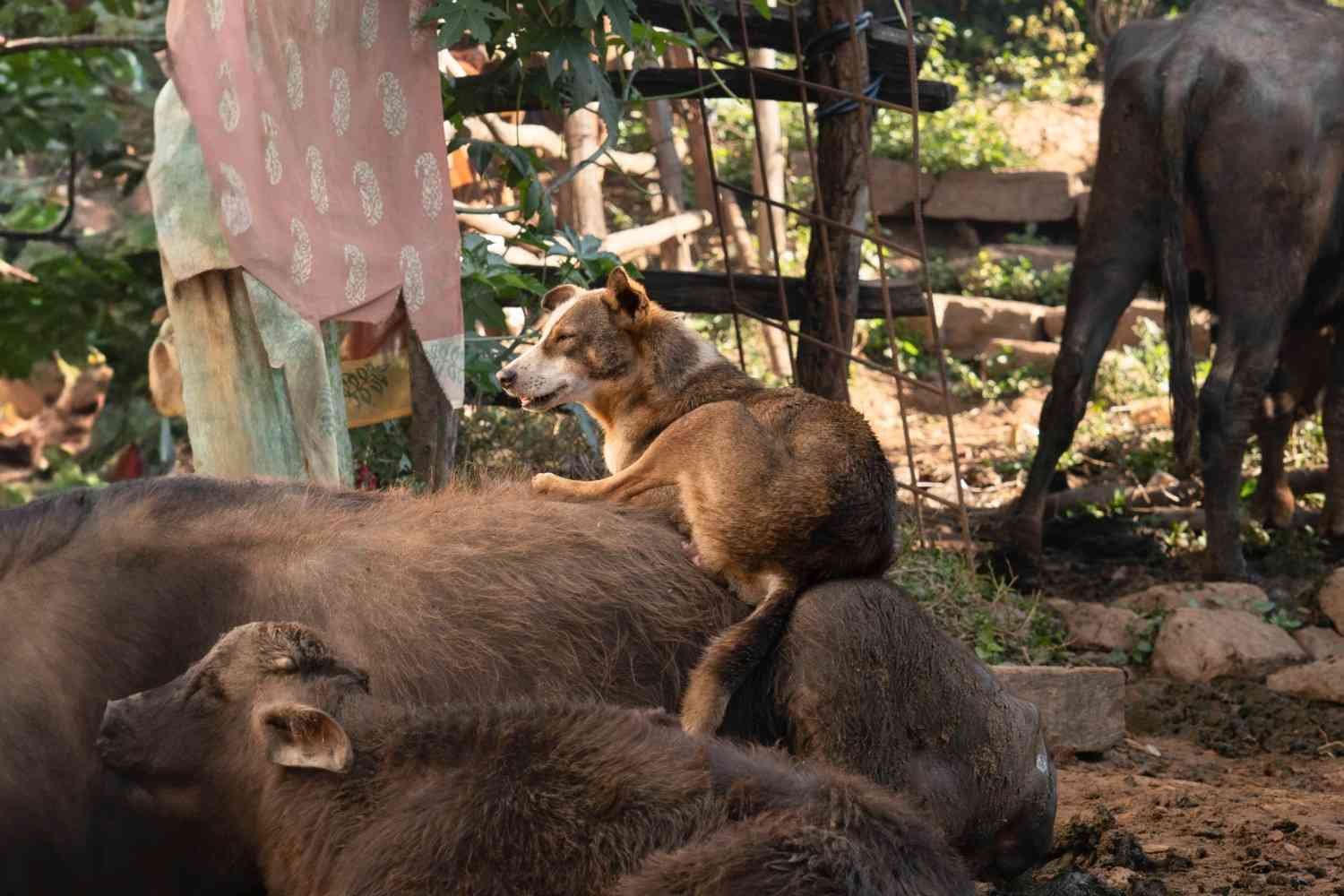 a dog is sitting on a buffalo