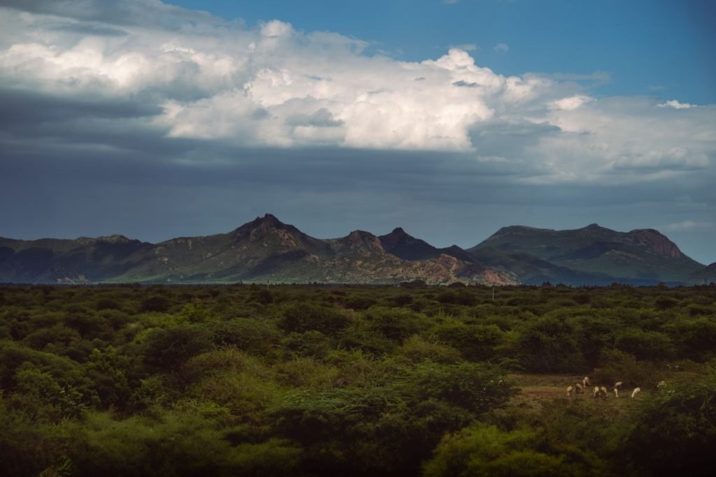 hillside Lush greenery with distant mountains.