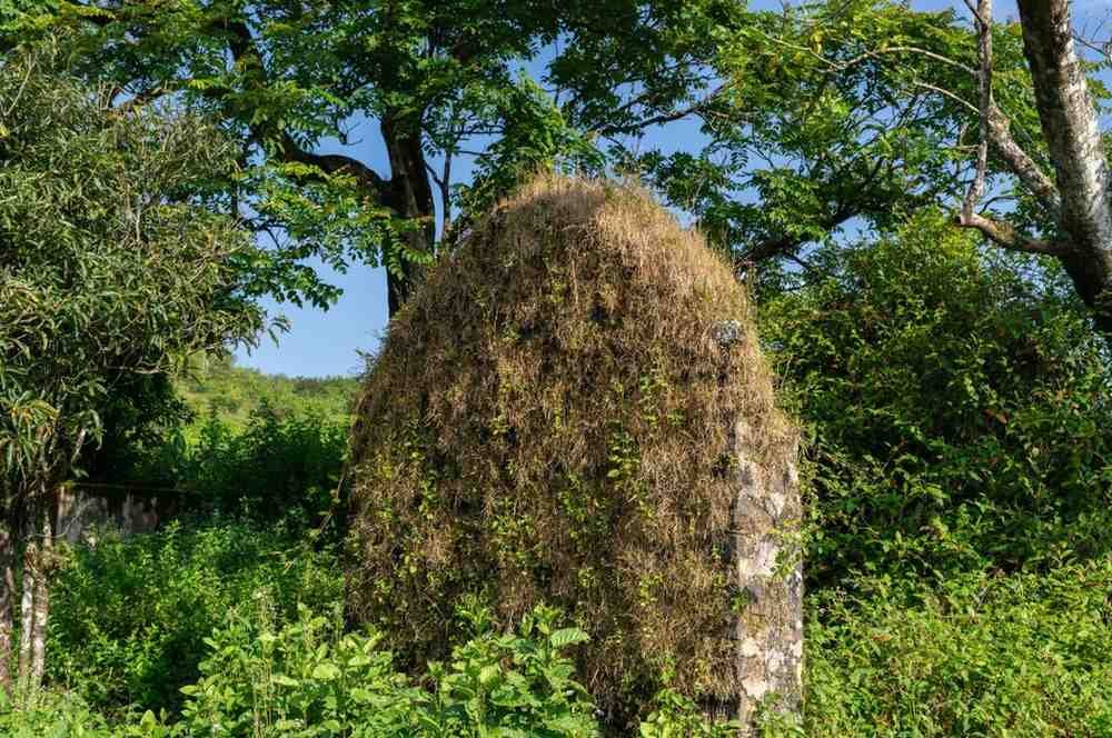 An old stone-made structure covered with plants.