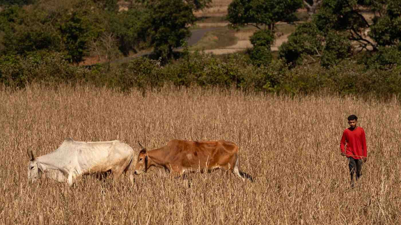 a man is taking care of cows in the field