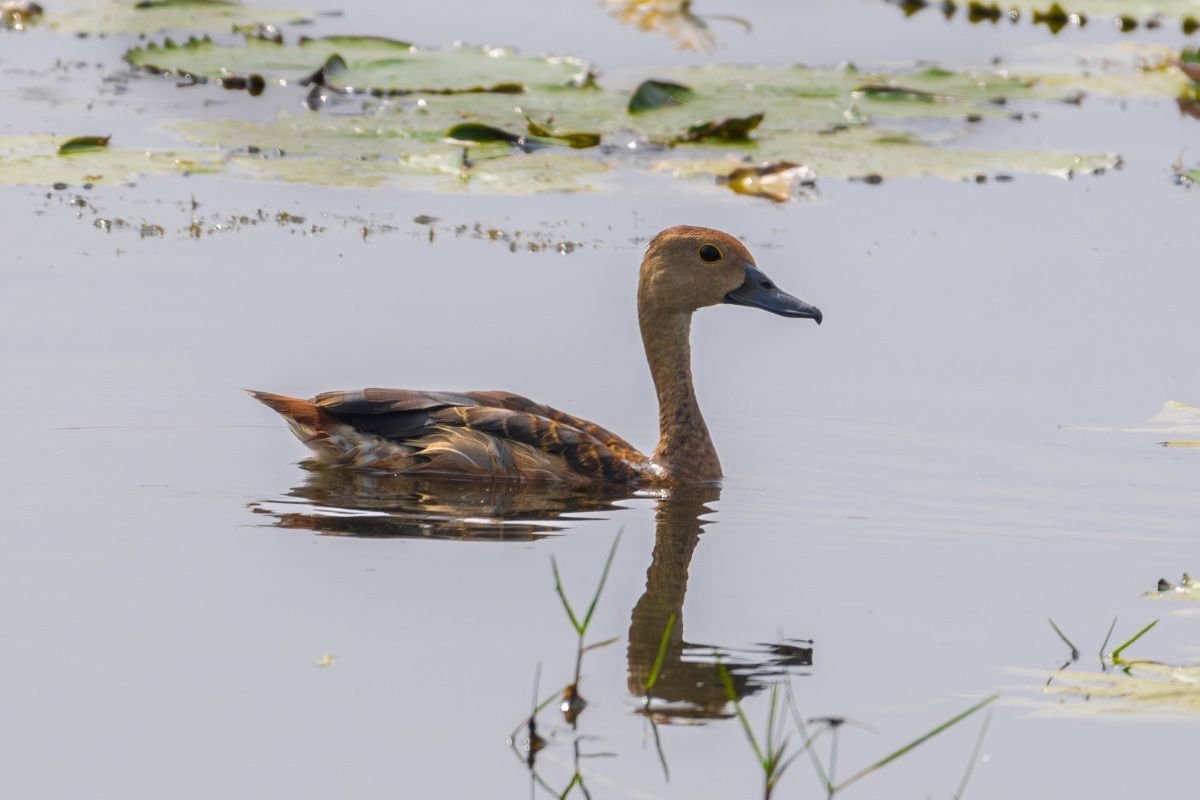 lesser whistling duck