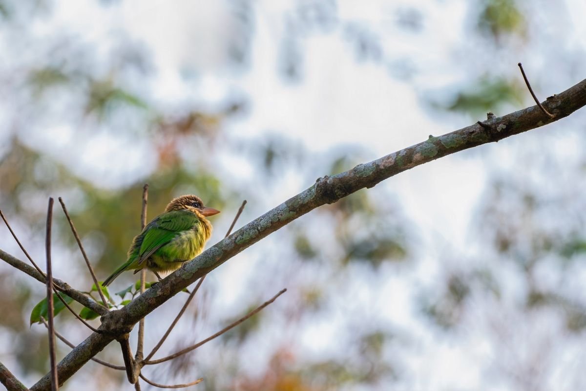 white-cheeked-barbet-chimmony-forest-john-thomas-creative-hut-mattakkara