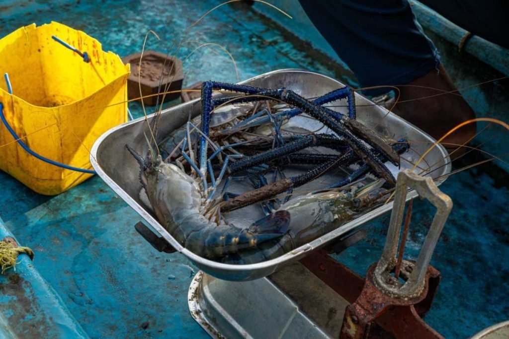 Blue Bounty Fresh prawns on a weighing scale in a boat.